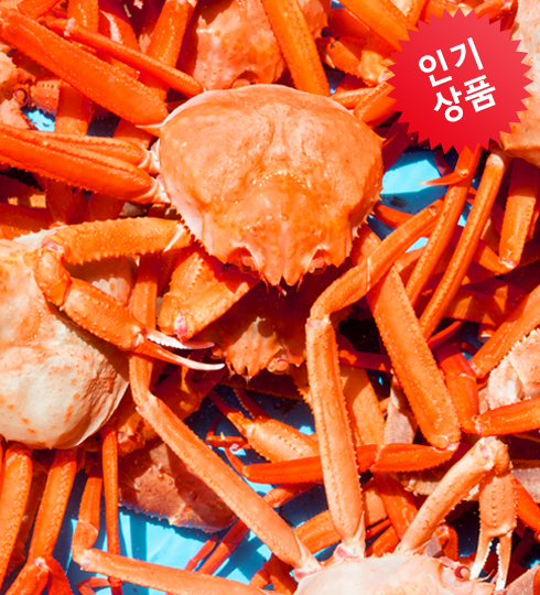 홍게 [특대] 1마리 / 당일조업 [선주직송! 산지직송!]
