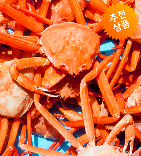 홍게 [소] 1마리 / 당일조업[선주직송! 산지직송!]